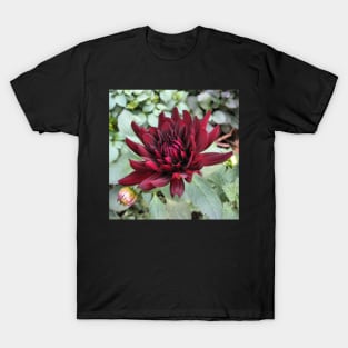 Chat Noir Dahlia T-Shirt